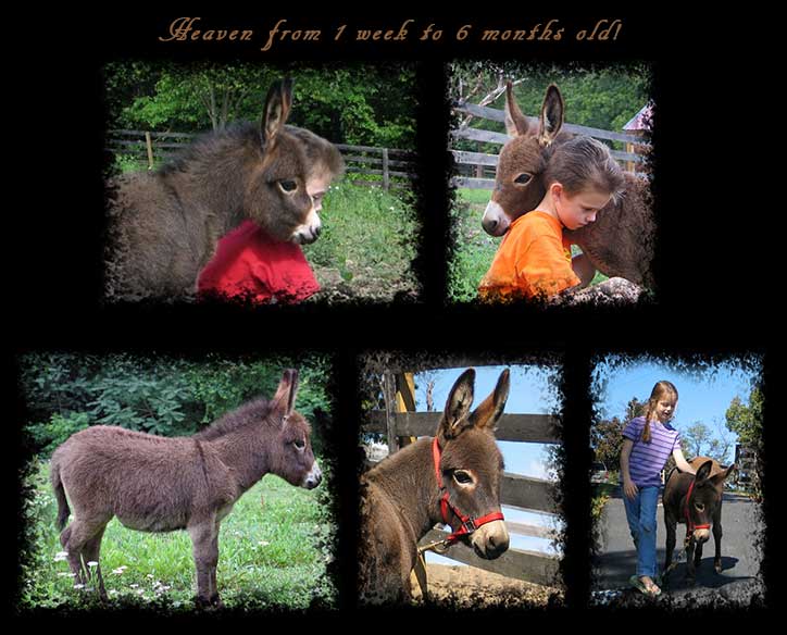 Critter Haven Farm Miniature Donkeys